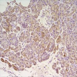 آنتی بادی Myogenin برند NOVOCELL