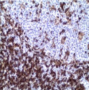 آنتی بادی CD4 برند NOVOCELL